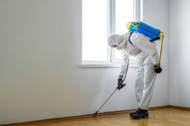 Best Flea Control Services  in Citrus Heights, CA