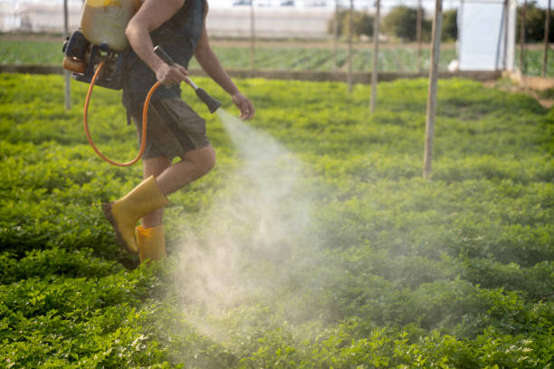 Trusted Citrus Heights, CA Pest Control Experts