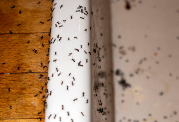 Best Pest Prevention Services  in Citrus Heights, CA