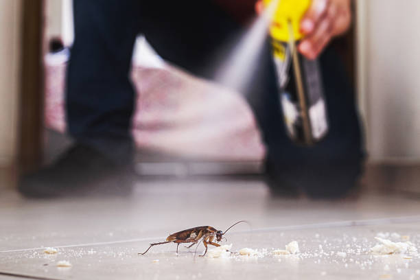 Best Affordable Pest Control Services  in Citrus Heights, CA
