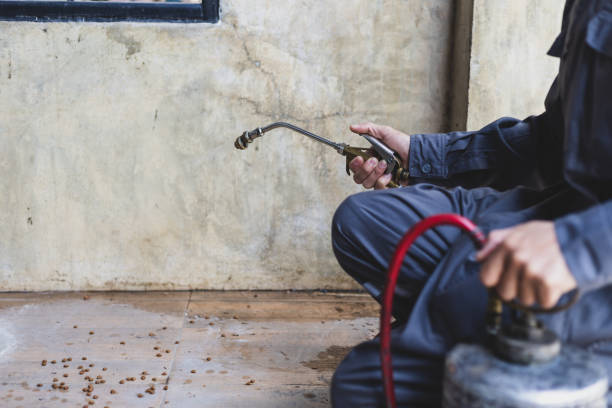 Best Flea Control Services  in Citrus Heights, CA